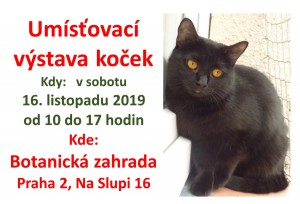zdarma chlupatá černá kočička fotky
